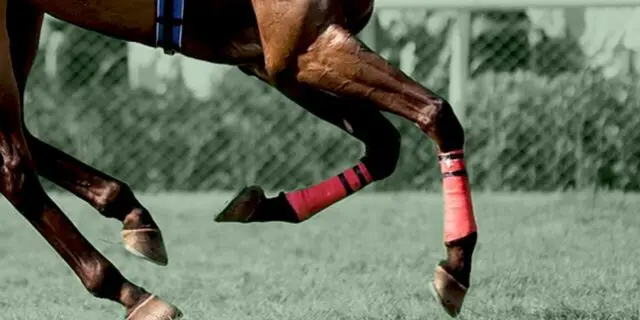 【有馬記念2025予想】絶好の狙い目は菊花賞で一番強い競馬をしたエキサイトバイオ