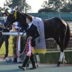 【京王杯スプリング2026予想】フリームファクシ条件好転、左回りで覚醒なるか