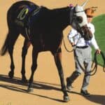 【大阪杯2026予想】メイショウタバルが1週前追い切りで古馬を圧倒、巻き返しへ意欲