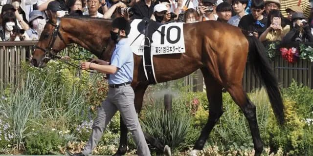 【サウジC2026】サンライズジパングが国内最終追い切りを消化、マーフィー騎手とは現地でコンタクト