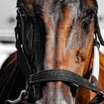 【京王杯2歳S予想2025】スピードと粘りで勝負！ダイヤモンドノット、東京1400mで真価を示す