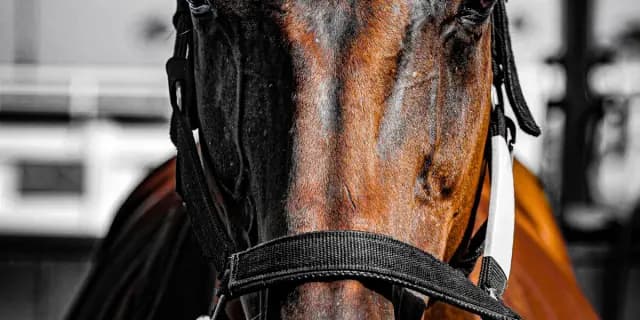 【リゲルS予想2025】上位人気支持の4歳馬に注目、ワールズエンド中心か