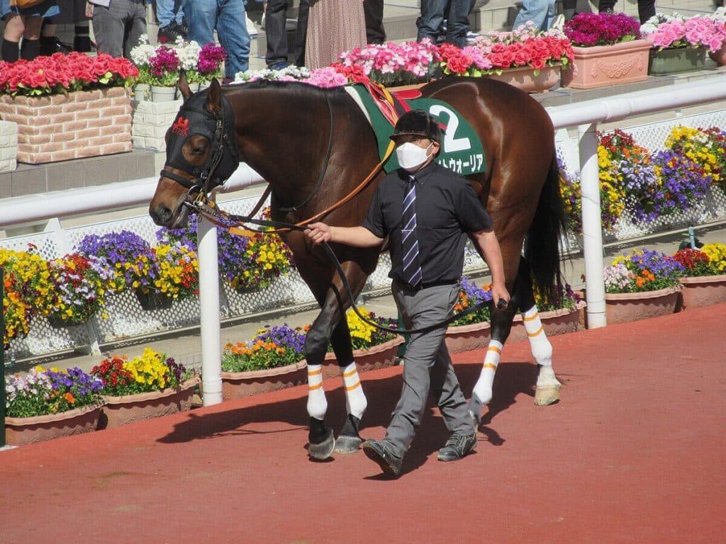 【川崎記念2025予想】連覇かかるライトウォーリア、今年も地方馬が主役となるか？