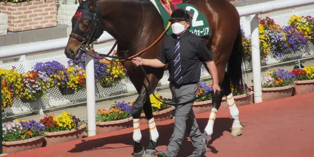 【川崎記念2025予想】連覇かかるライトウォーリア、今年も地方馬が主役となるか？