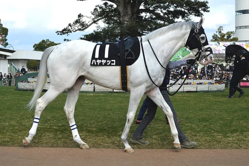 ハヤヤッコの繋養先が決定、ノーザンホースパークで功労馬に
