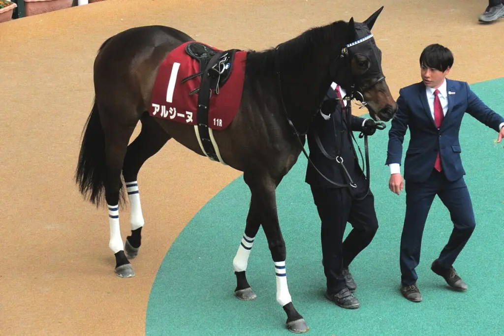 【クイーンS予想2025】挑戦者から主役へ、アルジーヌ雪辱へ万全の構え