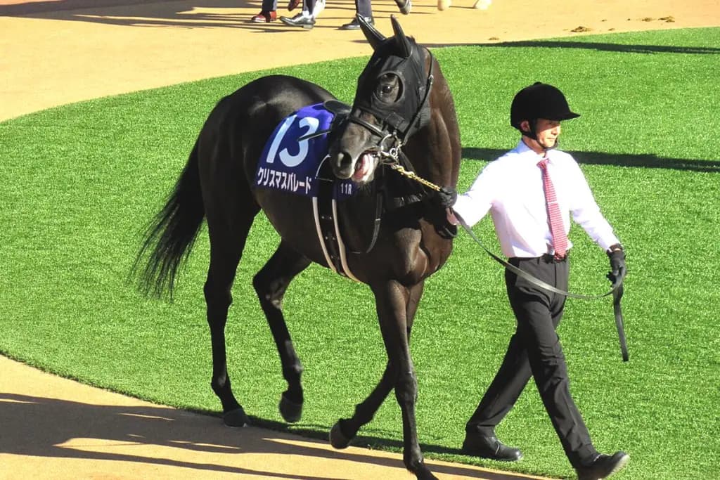 【福島記念2025予想】クリスマスパレードは戸崎圭太騎手との新コンビで反撃へ、小回り福島は好相性