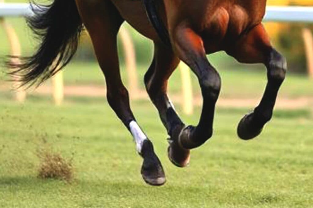 【JRA函館2歳ステークス予想】持続力✕スピード血統が魅力！カイショー、世代初タイトル奪取へ