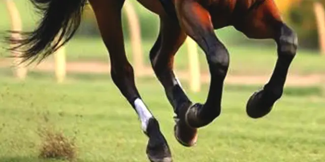 【JRA函館2歳ステークス予想】持続力✕スピード血統が魅力！カイショー、世代初タイトル奪取へ