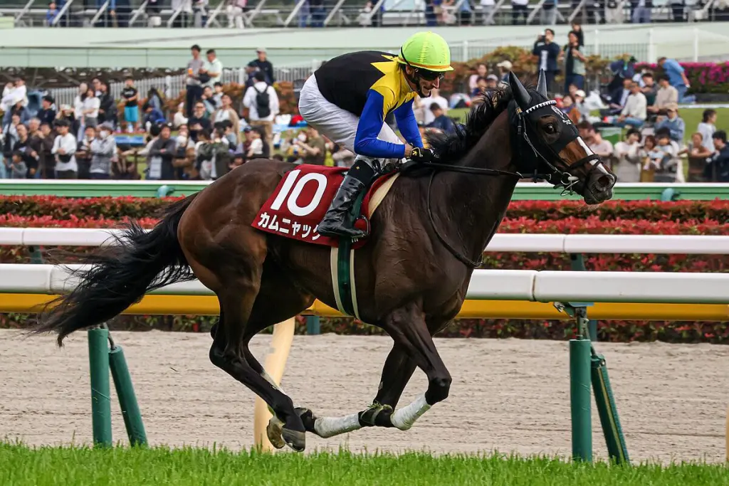 【JRAローズステークス2025】カムニャックに死角あり？二冠女王へ視界良好