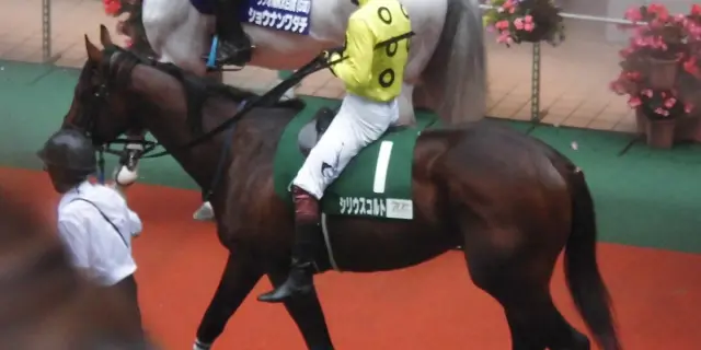 【JRA七夕賞予想】自在性と先行力で重賞連勝へ！好条件揃ったシリウスコルト