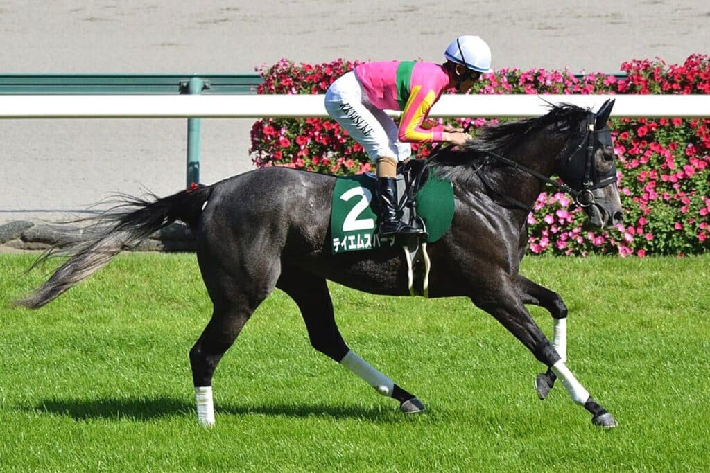 【セントウルステークス2025】復調気配のテイエムスパーダ、再び波乱を呼ぶか？