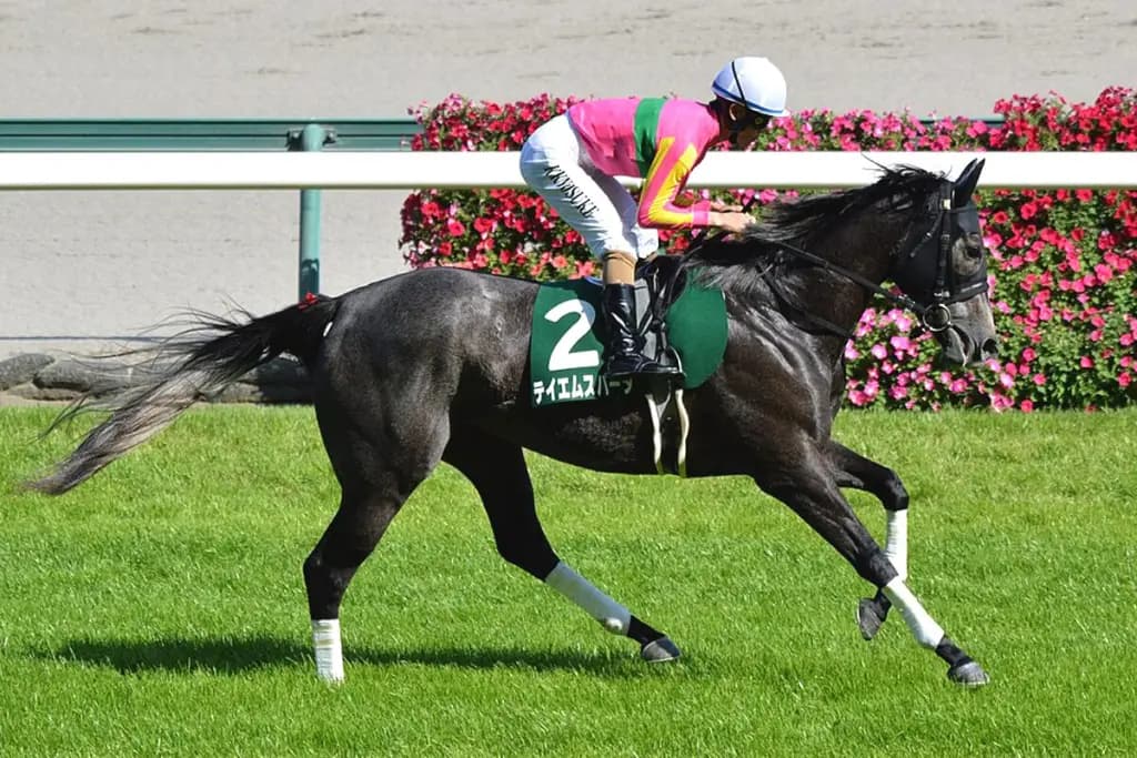 【セントウルステークス2025】復調気配のテイエムスパーダ、再び波乱を呼ぶか？