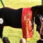 【金鯱賞2026予想】主役はクイーンズウォーク、連覇へ万全態勢