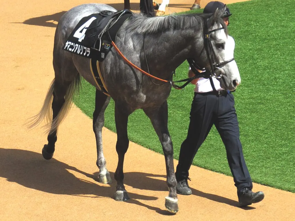 【CBC賞予想2025】短距離界の新星ヤマニンアルリフラ、サマースプリント王手の一戦へ