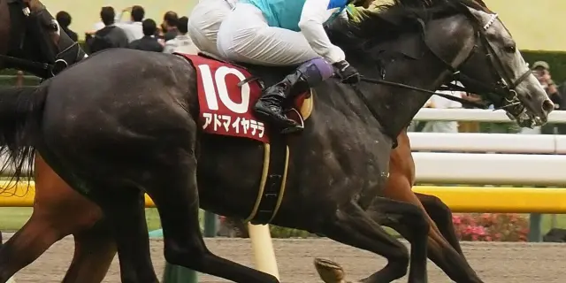 【京都大賞典2025】アドマイヤテラが1週前追い切りで好気配！夏越して状態上向き