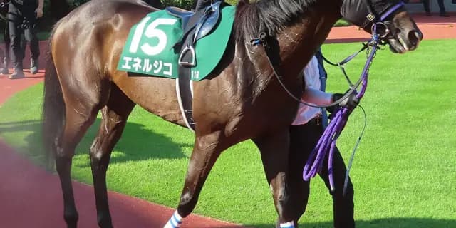 【菊花賞2025予想】エネルジコ✕C.ルメール、末脚勝負なら負けない