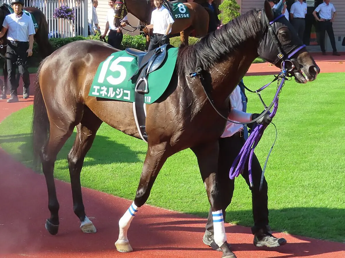 【菊花賞2025予想】エネルジコ✕C.ルメール、末脚勝負なら負けない
