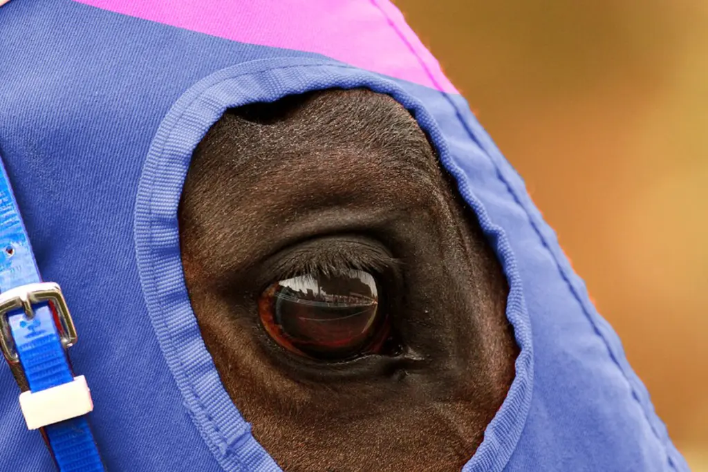 【アイルランドトロフィー2025予想】激走期待の穴馬はハイレベルの牝馬限定戦で上位に食い込んだあの馬！