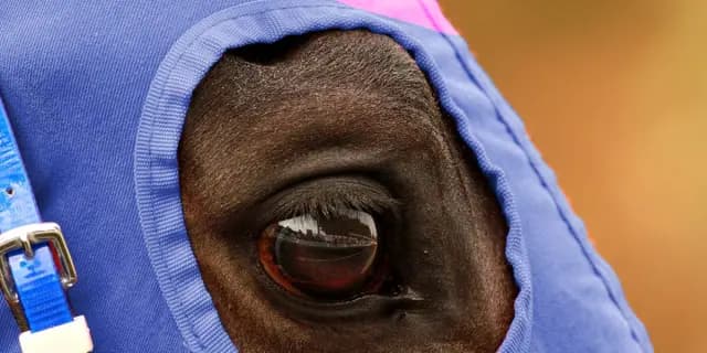 【アイルランドトロフィー2025予想】激走期待の穴馬はハイレベルの牝馬限定戦で上位に食い込んだあの馬！