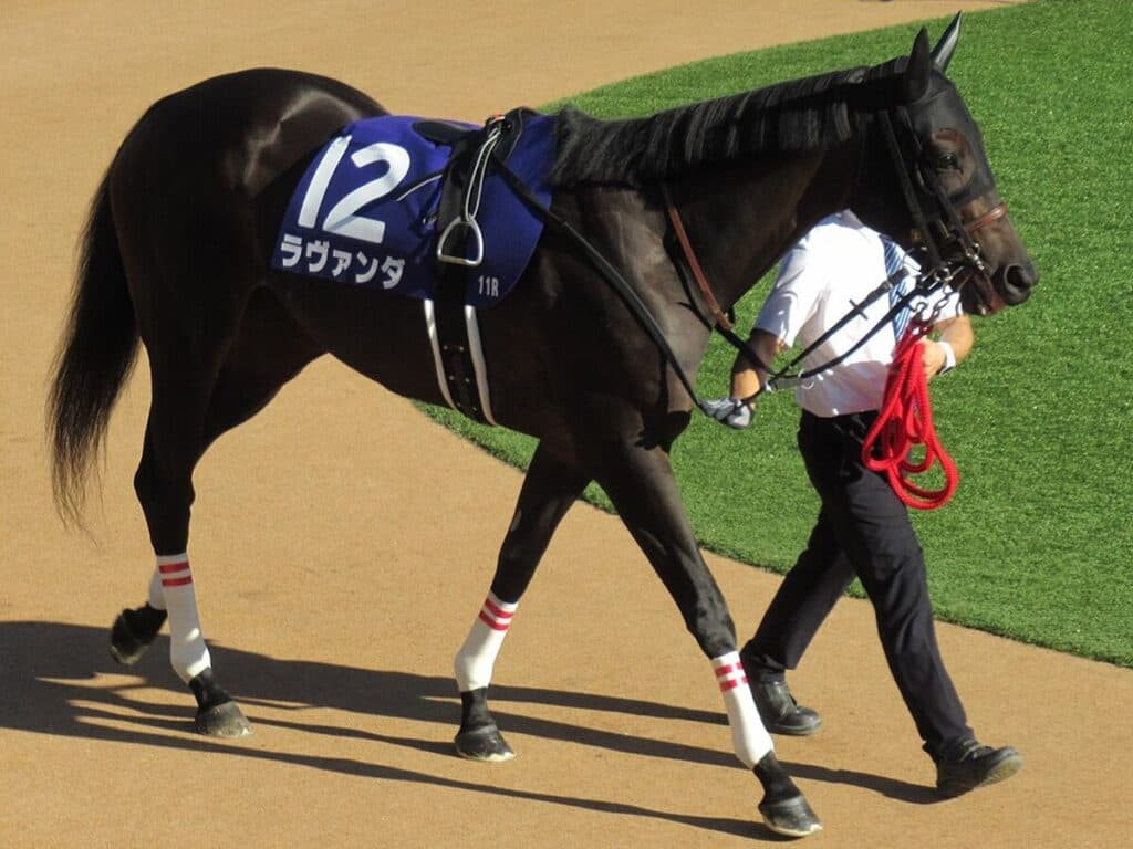 【JRA】ラヴァンダがエリザベス女王杯を回避、マイルCSへ