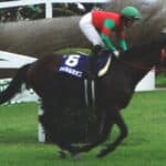 2011年中山グランドジャンプ覇者・マイネルネオスが死去、22歳の生涯に幕