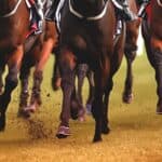 【クリスマスローズS予想2025】少頭数でも波乱に警戒！危険な人気馬と狙い目候補