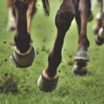 【ラピスラズリS予想2025】試行錯誤のロードフォアエース、中山スプリントで再浮上なるか？