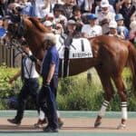 【有馬記念2025】サンライズアースが回避、右前屈腱炎を発症