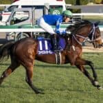 【アメリカジョッキークラブ2026予想】充実4歳世代の刺客、中山巧者ファウストラーゼン