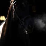 【シルクロードS予想2026】本格化気配のレイピア、今の京都はベスト舞台