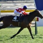 【東京新聞杯2026予想】7歳で新境地へ！レッドモンレーヴ✕佐々木大輔騎手との新コンビで大舞台へ