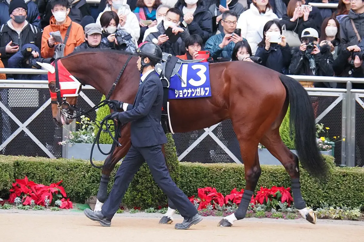 【きさらぎ賞2026予想】雪の影響残る馬場なら狙い目はこの馬！札幌2歳S勝ちのショウナンガルフ