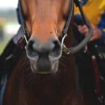 【阪神大賞典2026予想】距離延長で一変期待！伏兵サンライズソレイユに警戒