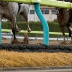 【ユニコーンステークス2026予想】最終追い切り・調教内容が高評価の馬3頭をピックアップ