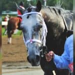 【JRA】フロステッドが安楽死、急性蹄葉炎のため