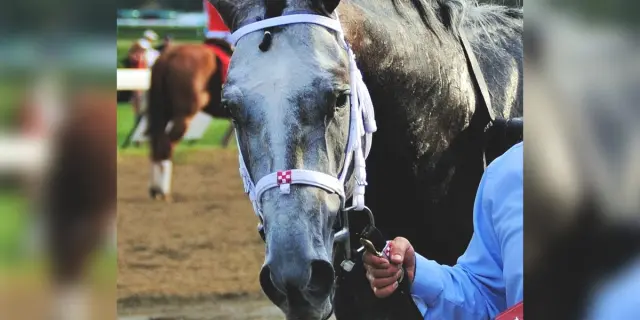 【JRA】フロステッドが安楽死、急性蹄葉炎のため