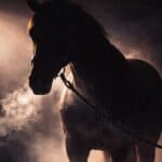 【ニュージーランドT予想2026】ロデオドライブは確勝級か？ラップが示す大物感