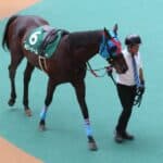 【京都ハイジャンプ2026予想】京都巧者ネビーイームが主役、大舞台へ向け負けられない一戦