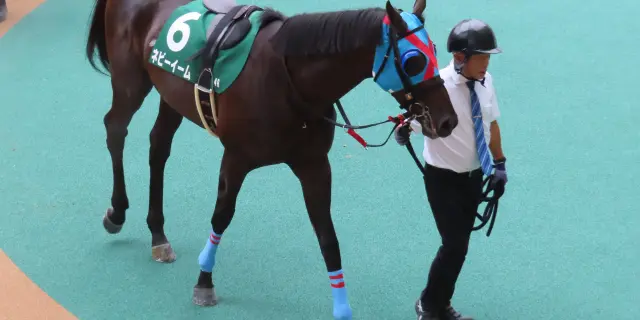 【京都ハイジャンプ2026予想】京都巧者ネビーイームが主役、大舞台へ向け負けられない一戦