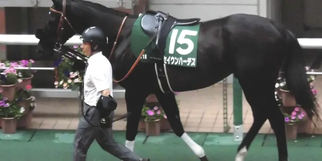 【安田記念2026予想】雨・外枠・東京、“勝利の方程式”が揃った穴馬セイウンハーデスへの信頼とその裏付け