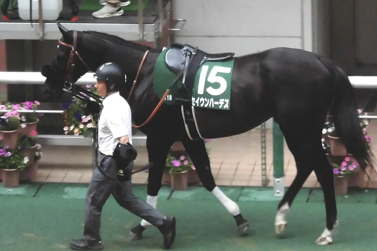 【安田記念2026予想】雨・外枠・東京、“勝利の方程式”が揃った穴馬セイウンハーデスへの信頼とその裏付け