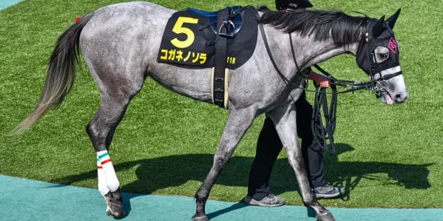 【クイーンS2026】コガネノソラが1週前追い切りで好気配！重賞3勝目へ万全の仕上がり