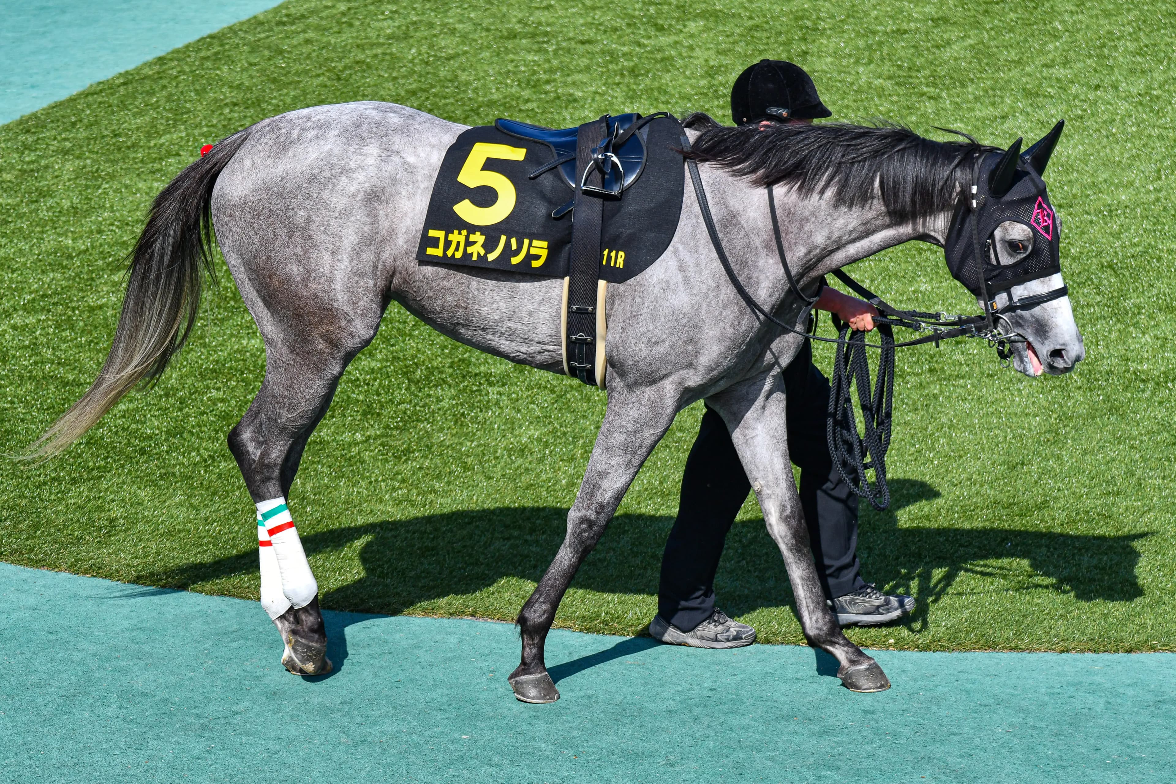 【クイーンS2026】コガネノソラが1週前追い切りで好気配！重賞3勝目へ万全の仕上がり