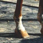 【CBC賞2026追い切り】勢いは本物か？ジェニファーの調整過程から状態を診断