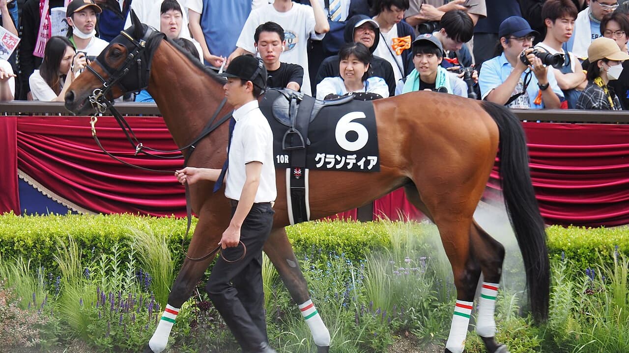 【札幌記念2026追い切り評価】グランディアの仕上がりは高水準！心身ともに態勢は万全