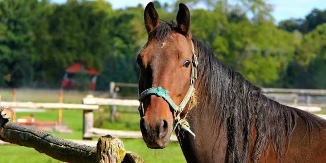 ミッキークイーン秋華賞へ向けて始動、まずはローズSへ