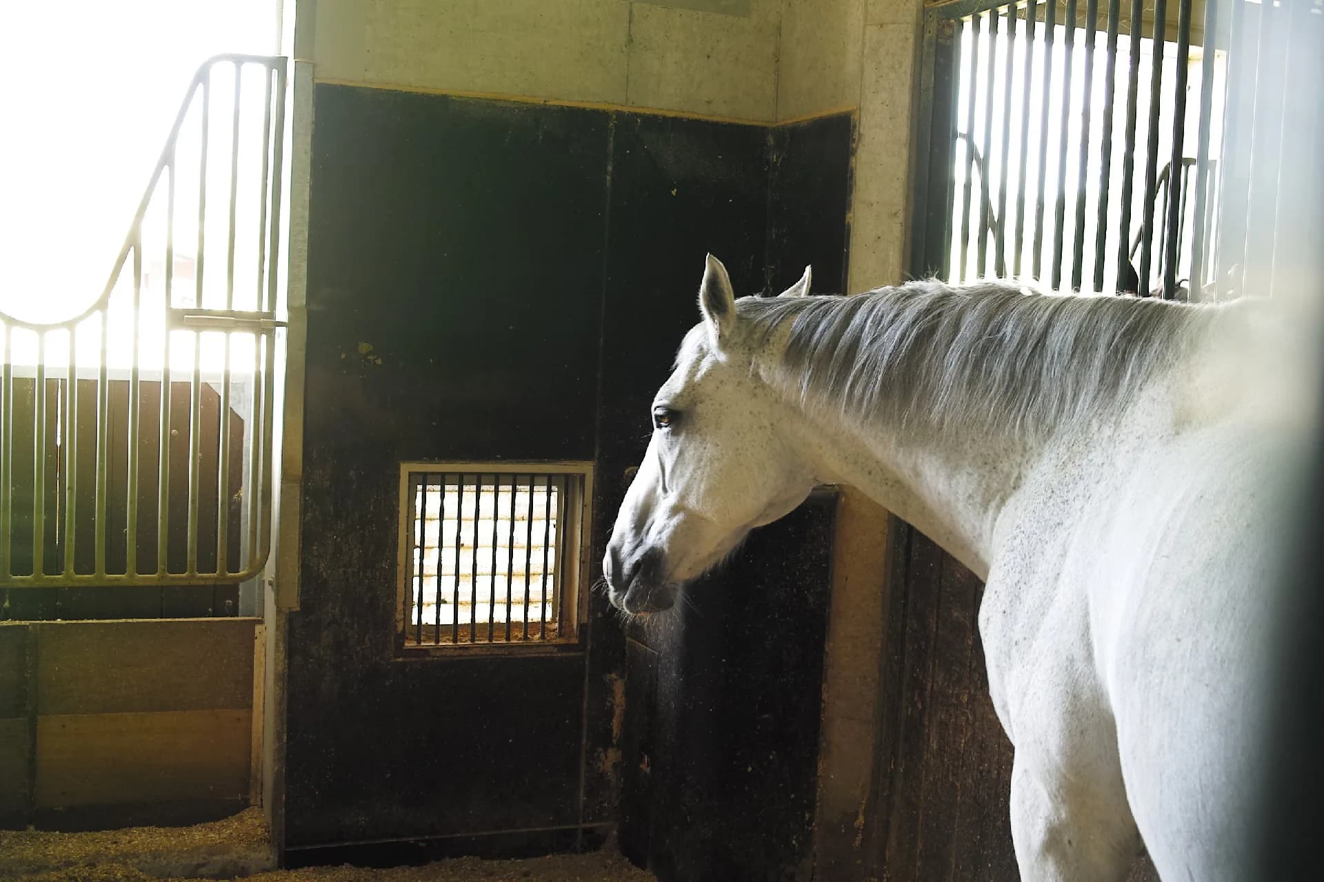 【競馬】競馬界の異端児ゴールドシップが年内引退!