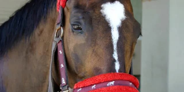 【レパードS】成り上がるかクロスクリーガー?セリ取引1000万以下のダート馬の進撃