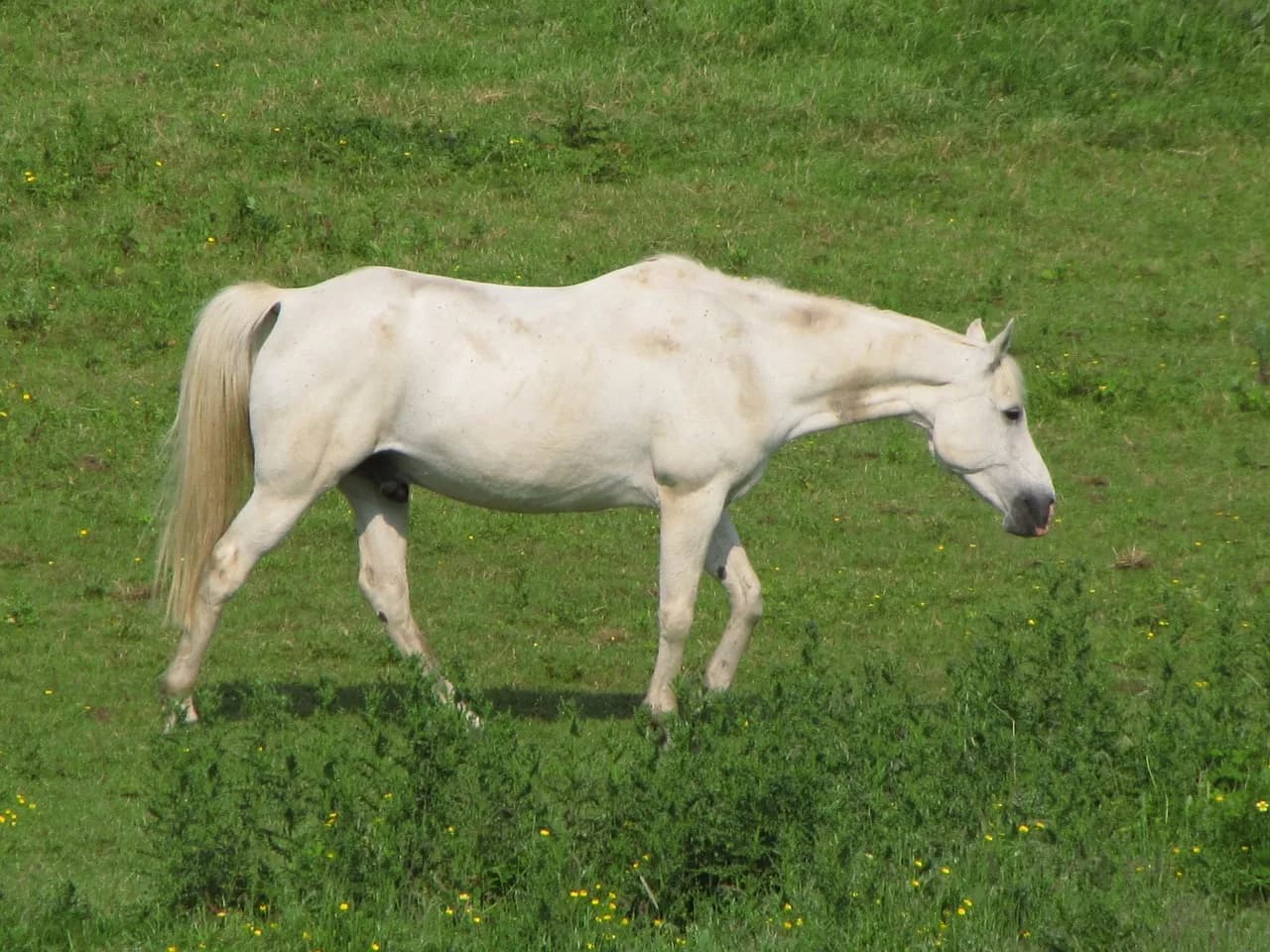 白毛馬のユキンコ未勝利のまま引退へ